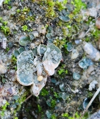 Peltigera didactyla