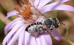 Megachile apicalis