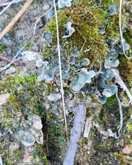 Peltigera didactyla