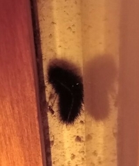 Spilosoma lubricipeda