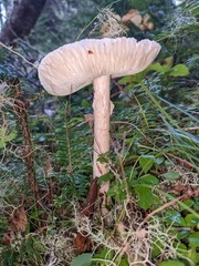 Amanita virosa