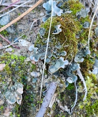 Peltigera didactyla