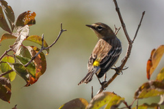 Setophaga coronata coronata