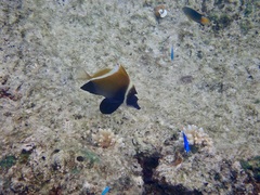 Heniochus varius
