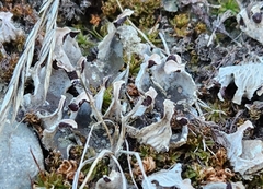 Peltigera didactyla