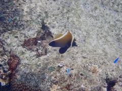 Heniochus varius