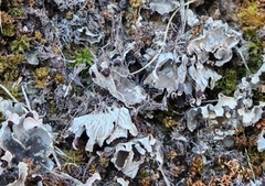 Peltigera didactyla
