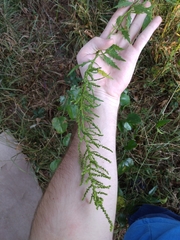 Dysphania anthelmintica