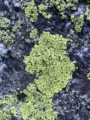 Rhizocarpon