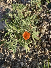 Sphaeralcea hastulata