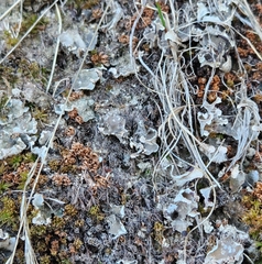 Peltigera didactyla