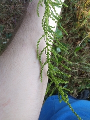 Dysphania anthelmintica