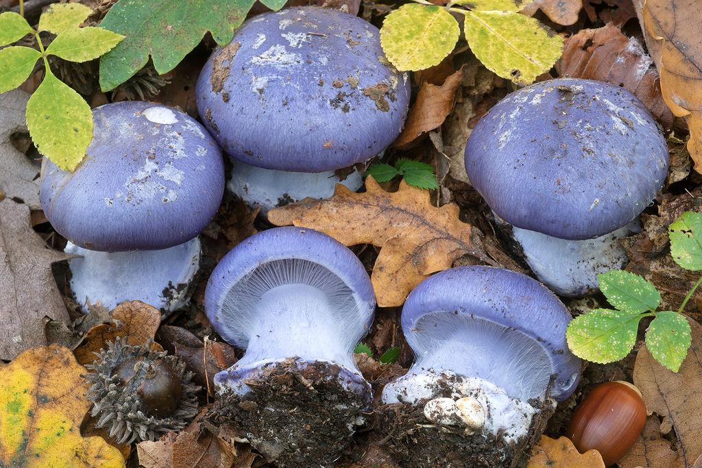 Caerulea