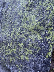 Rhizocarpon