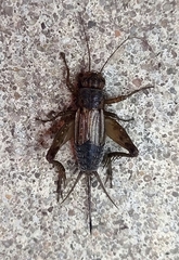 Allonemobius fasciatus