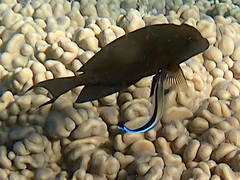 Ctenochaetus striatus