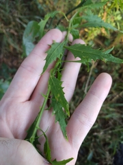 Dysphania anthelmintica