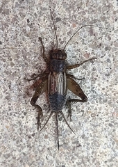 Allonemobius fasciatus