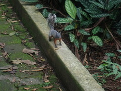 Sciurus aureogaster
