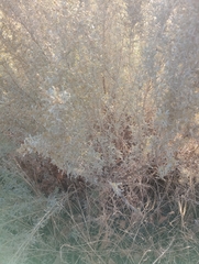 Atriplex lampa