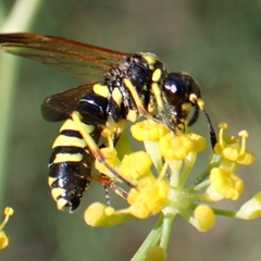 Tenthredo marginella