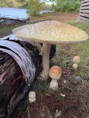 Amanita