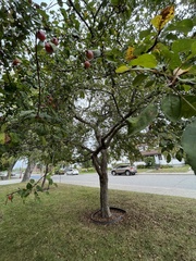 Malus baccata