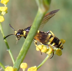 Tenthredo marginella