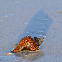 Australaria australasia