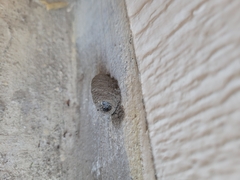 Sceliphron caementarium