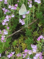 Thymus caespititius