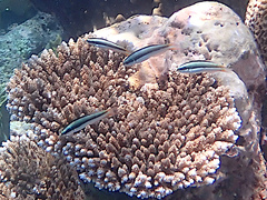 Thalassoma amblycephalus