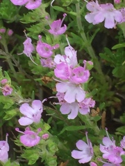 Thymus caespititius