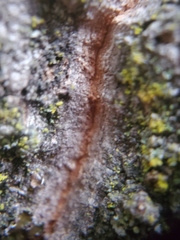 Cytospora chrysosperma