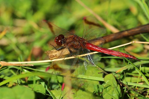 Banded Darter, Ter Haar, Groningen, Holland, photo 10 of 10