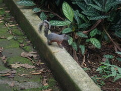 Sciurus aureogaster