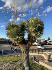 Yucca elata