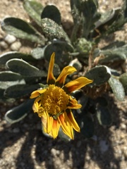 Gazania linearis