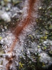 Cytospora chrysosperma