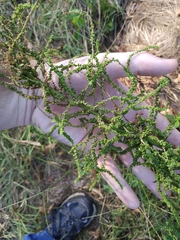 Dysphania anthelmintica