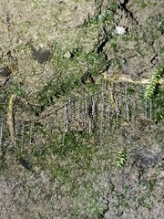 Arachnocampa luminosa