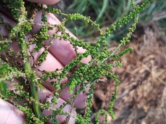 Dysphania anthelmintica