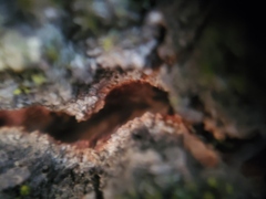 Cytospora chrysosperma