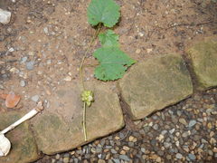 Ampelomyia vitiscoryloides