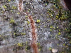 Cytospora chrysosperma