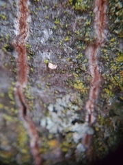 Cytospora chrysosperma