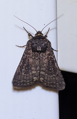 Caradrina germainii