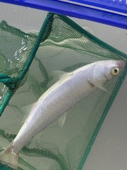 Aldrichetta forsteri