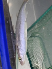 Aldrichetta forsteri