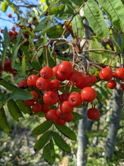 Sorbus sitchensis